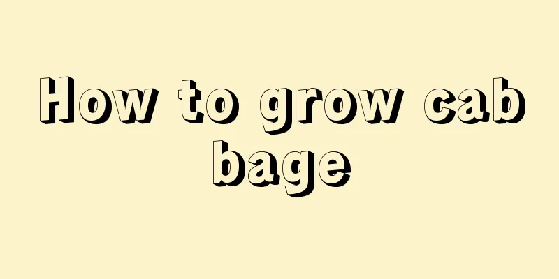 How to grow cabbage