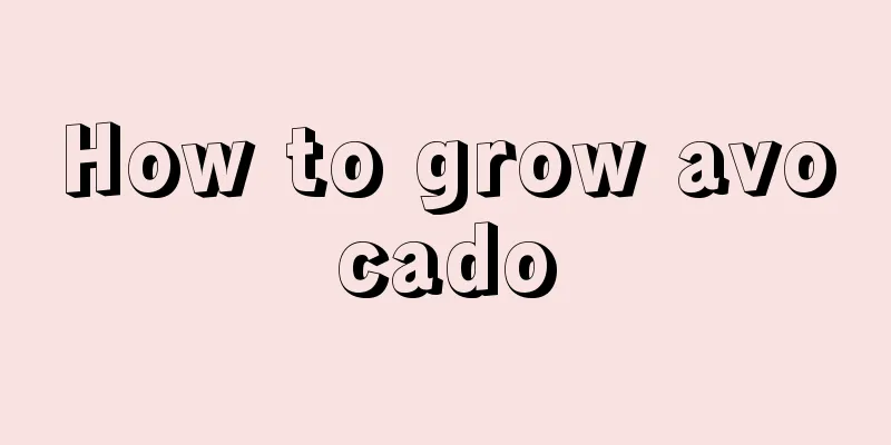 How to grow avocado