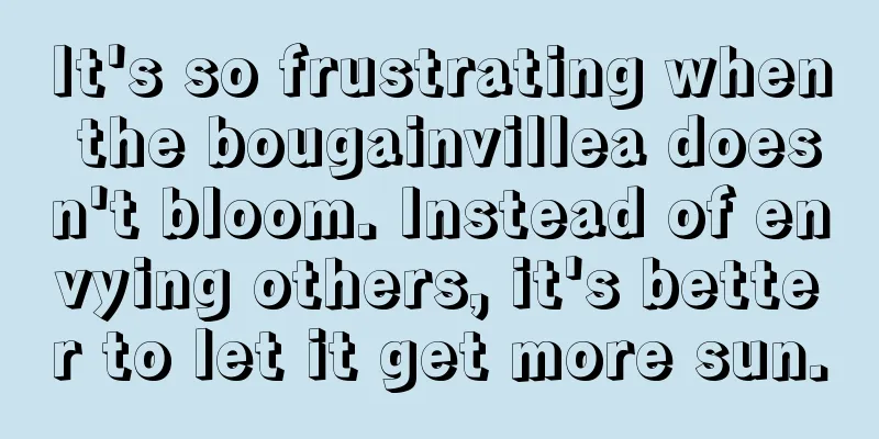 It's so frustrating when the bougainvillea doesn't bloom. Instead of envying others, it's better to let it get more sun.