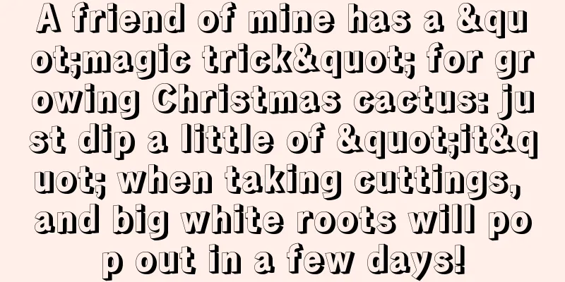 A friend of mine has a "magic trick" for growing Christmas cactus: just dip a little of "it" when taking cuttings, and big white roots will pop out in a few days!