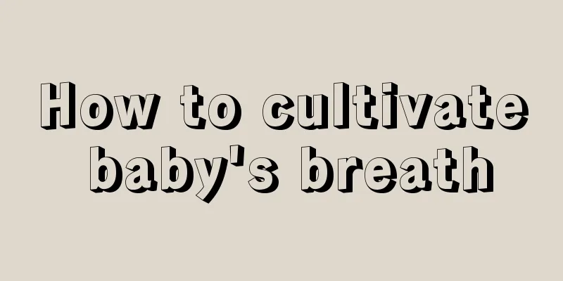 How to cultivate baby's breath