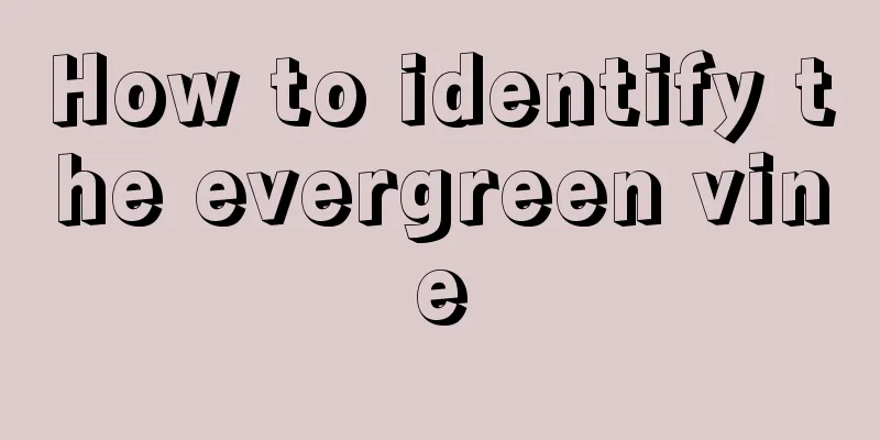 How to identify the evergreen vine