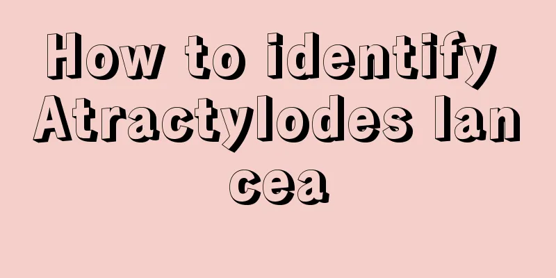 How to identify Atractylodes lancea