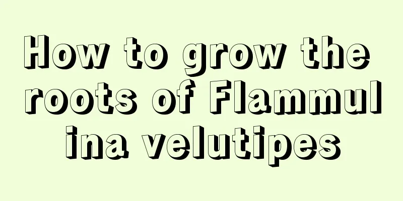 How to grow the roots of Flammulina velutipes