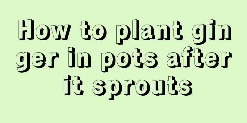 How to plant ginger in pots after it sprouts