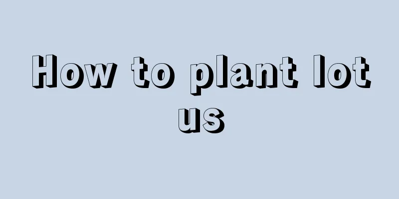 How to plant lotus