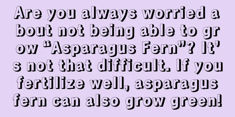 Are you always worried about not being able to grow “Asparagus Fern”? It’s not that difficult. If you fertilize well, asparagus fern can also grow green!