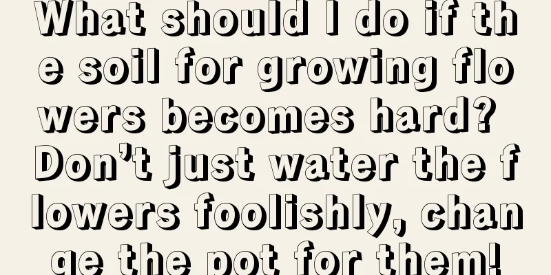 What should I do if the soil for growing flowers becomes hard? Don’t just water the flowers foolishly, change the pot for them!