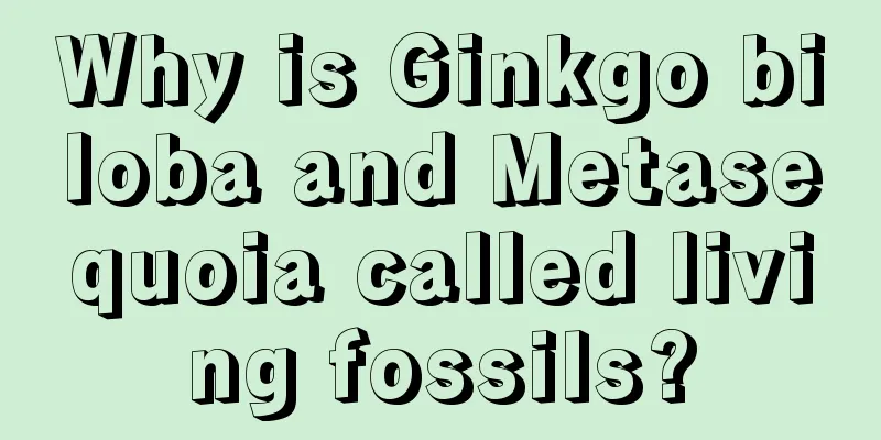 Why is Ginkgo biloba and Metasequoia called living fossils?