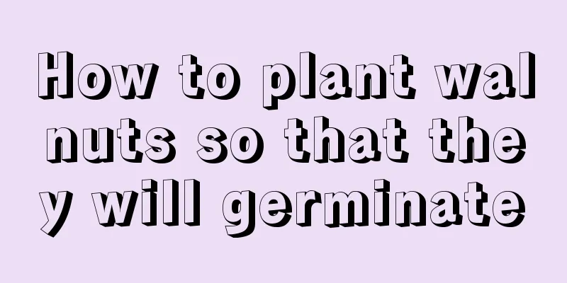 How to plant walnuts so that they will germinate