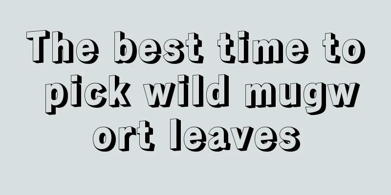 The best time to pick wild mugwort leaves