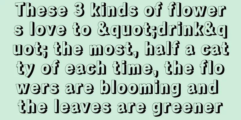 These 3 kinds of flowers love to "drink" the most, half a catty of each time, the flowers are blooming and the leaves are greener