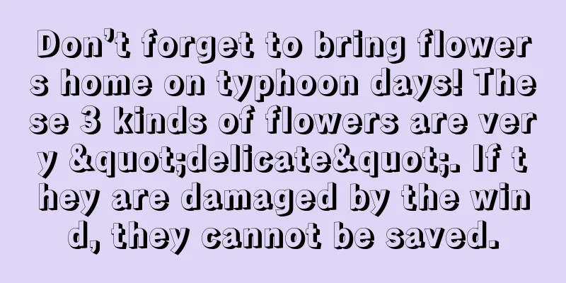 Don’t forget to bring flowers home on typhoon days! These 3 kinds of flowers are very "delicate". If they are damaged by the wind, they cannot be saved.