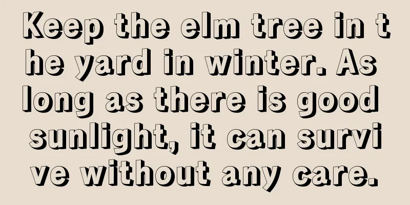 Keep the elm tree in the yard in winter. As long as there is good sunlight, it can survive without any care.