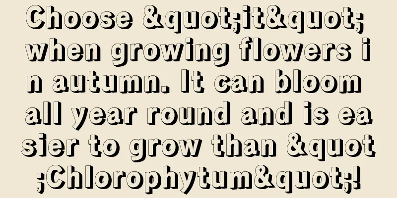 Choose "it" when growing flowers in autumn. It can bloom all year round and is easier to grow than "Chlorophytum"!