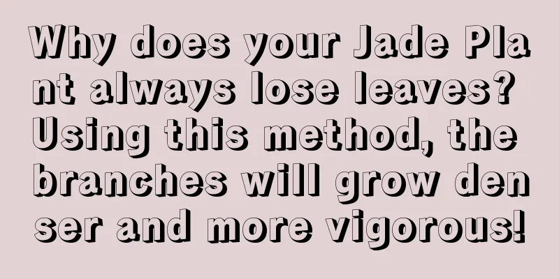 Why does your Jade Plant always lose leaves? Using this method, the branches will grow denser and more vigorous!