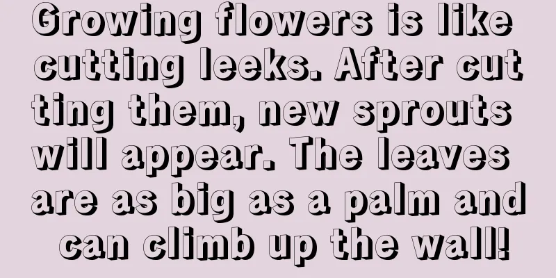 Growing flowers is like cutting leeks. After cutting them, new sprouts will appear. The leaves are as big as a palm and can climb up the wall!