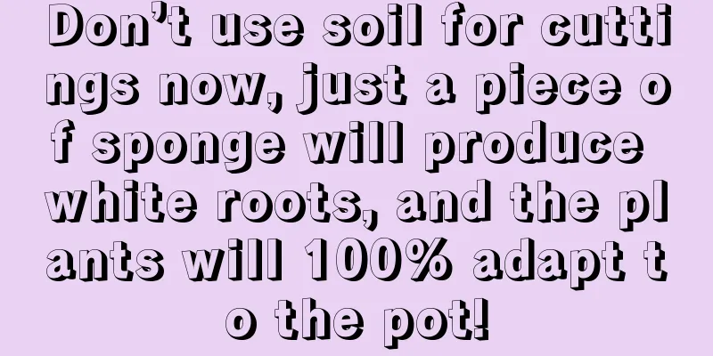 Don’t use soil for cuttings now, just a piece of sponge will produce white roots, and the plants will 100% adapt to the pot!