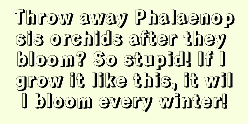 Throw away Phalaenopsis orchids after they bloom? So stupid! If I grow it like this, it will bloom every winter!