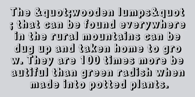 The "wooden lumps" that can be found everywhere in the rural mountains can be dug up and taken home to grow. They are 100 times more beautiful than green radish when made into potted plants.