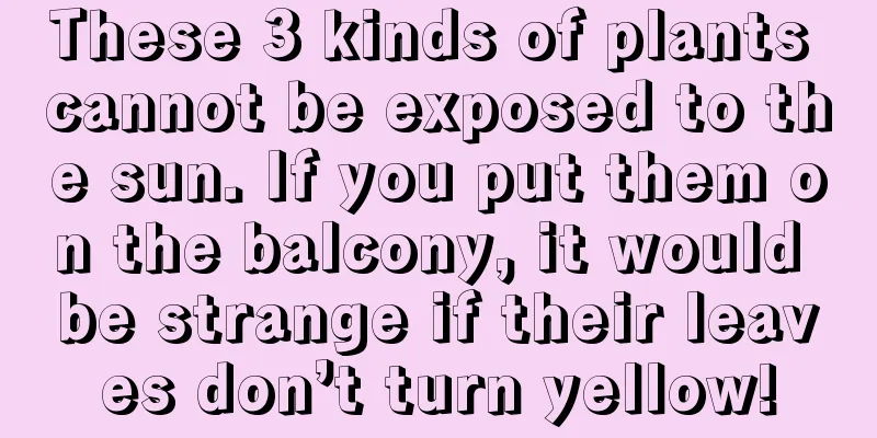 These 3 kinds of plants cannot be exposed to the sun. If you put them on the balcony, it would be strange if their leaves don’t turn yellow!