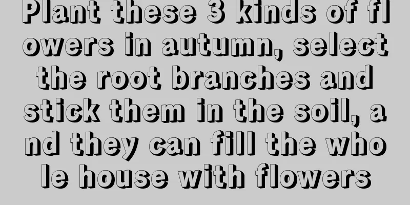 Plant these 3 kinds of flowers in autumn, select the root branches and stick them in the soil, and they can fill the whole house with flowers