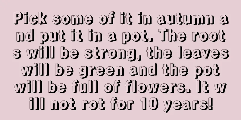 Pick some of it in autumn and put it in a pot. The roots will be strong, the leaves will be green and the pot will be full of flowers. It will not rot for 10 years!