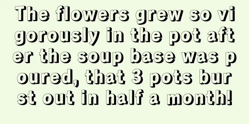 The flowers grew so vigorously in the pot after the soup base was poured, that 3 pots burst out in half a month!