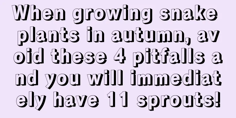 When growing snake plants in autumn, avoid these 4 pitfalls and you will immediately have 11 sprouts!