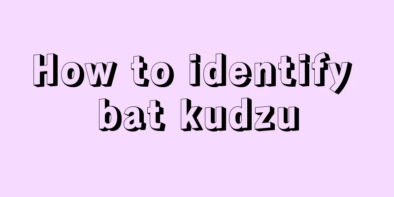 How to identify bat kudzu