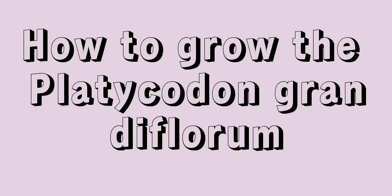 How to grow the Platycodon grandiflorum