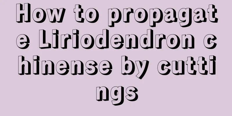 How to propagate Liriodendron chinense by cuttings