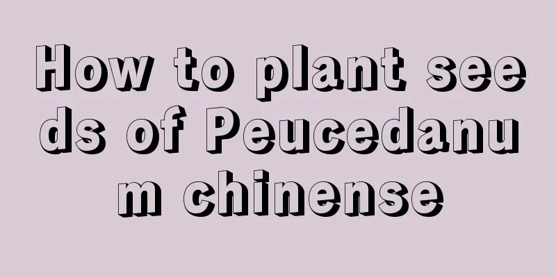 How to plant seeds of Peucedanum chinense