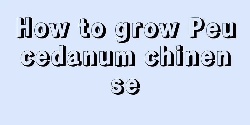 How to grow Peucedanum chinense