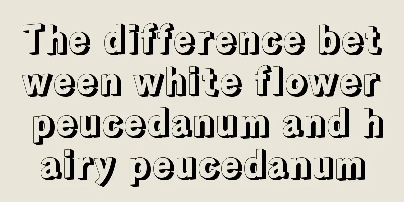 The difference between white flower peucedanum and hairy peucedanum