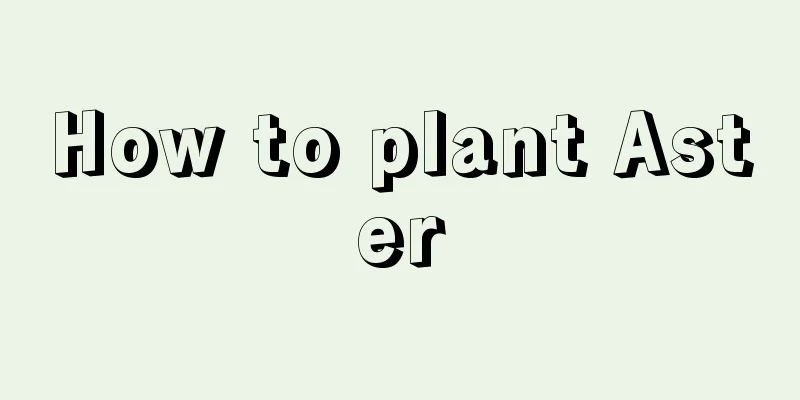 How to plant Aster