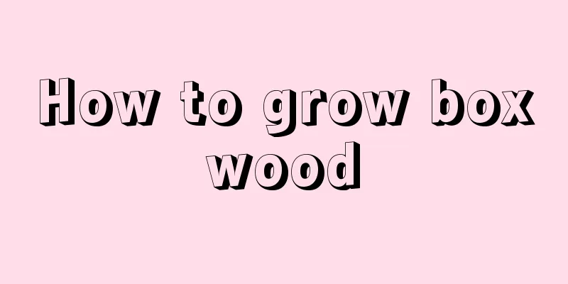 How to grow boxwood