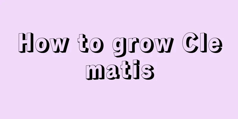 How to grow Clematis