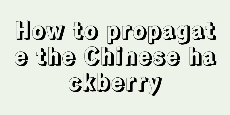 How to propagate the Chinese hackberry