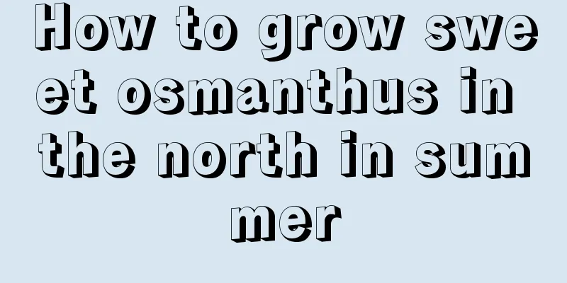 How to grow sweet osmanthus in the north in summer