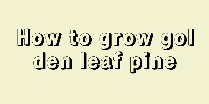 How to grow golden leaf pine