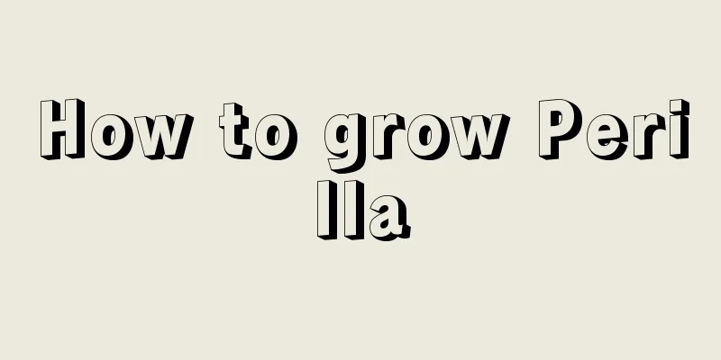 How to grow Perilla