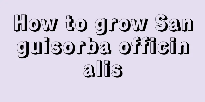 How to grow Sanguisorba officinalis