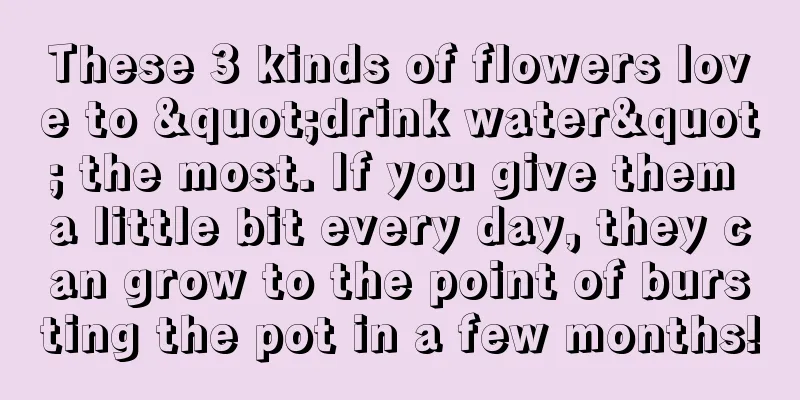 These 3 kinds of flowers love to "drink water" the most. If you give them a little bit every day, they can grow to the point of bursting the pot in a few months!