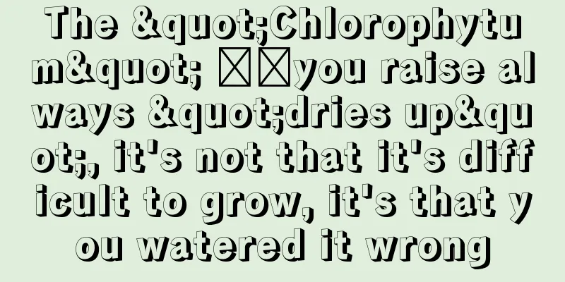 The "Chlorophytum" ​​you raise always "dries up", it's not that it's difficult to grow, it's that you watered it wrong