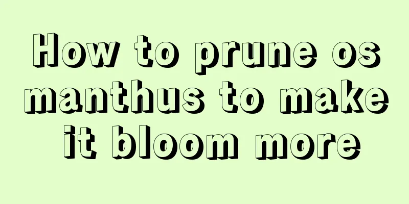 How to prune osmanthus to make it bloom more