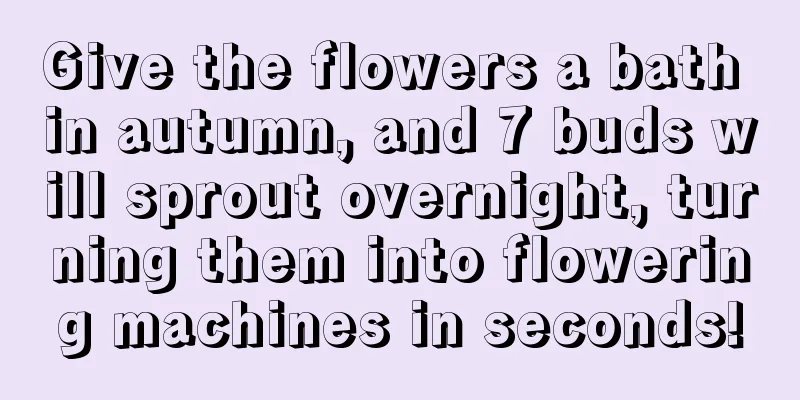 Give the flowers a bath in autumn, and 7 buds will sprout overnight, turning them into flowering machines in seconds!