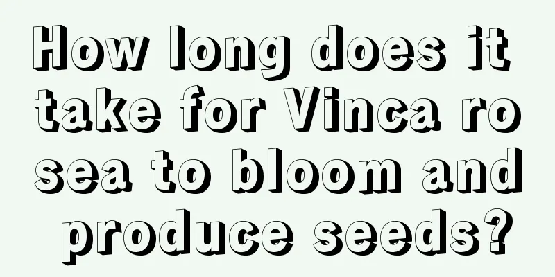 How long does it take for Vinca rosea to bloom and produce seeds?