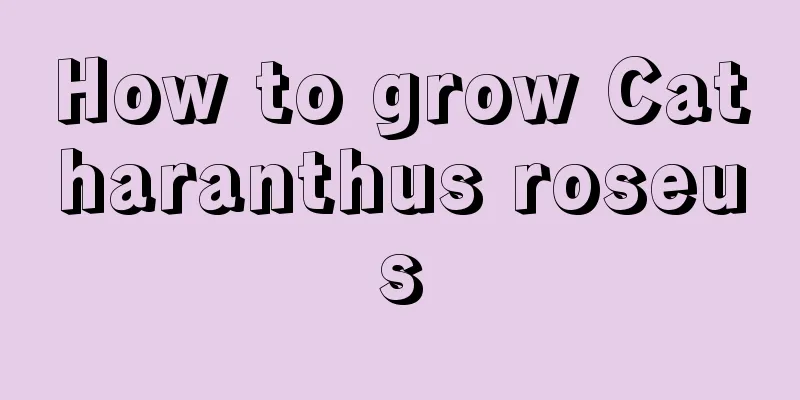 How to grow Catharanthus roseus