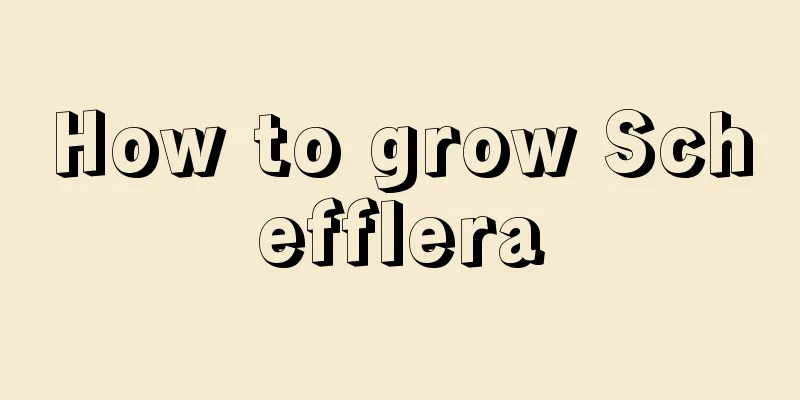 How to grow Schefflera